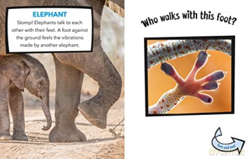 Who Walks With These Feet - Cari Meister [KSIĄŻKA]
