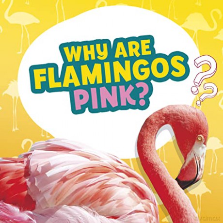 Why Are Flamingos Pink - Dickmann Nancy [KSIĄŻKA]