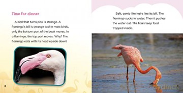 Why Are Flamingos Pink - Dickmann Nancy [KSIĄŻKA]