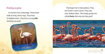 Why Are Flamingos Pink - Dickmann Nancy [KSIĄŻKA]