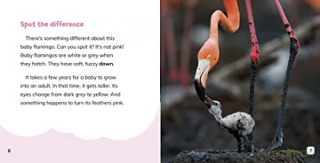 Why Are Flamingos Pink - Dickmann Nancy [KSIĄŻKA]