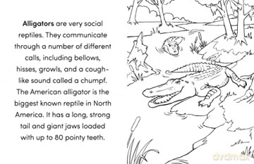 Wild Animal Book For Kids - Kat Henries-Meisner [KSIĄŻKA]