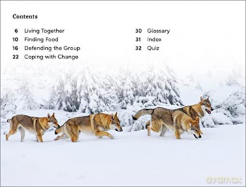 Wild Animal Groups Level 3 [KSIĄŻKA]