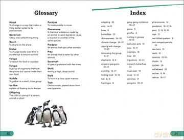 Wild Animal Groups Level 3 [KSIĄŻKA]