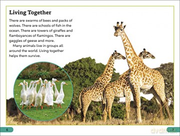 Wild Animal Groups Level 3 [KSIĄŻKA]