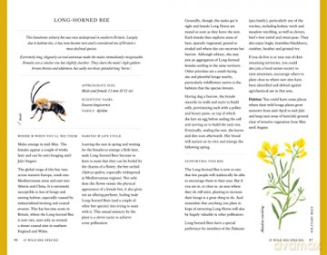 Wild Bee Handbook - S Wyndham Lewis [KSIĄŻKA]