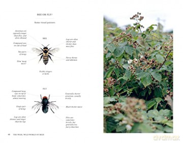 Wild Bee Handbook - S Wyndham Lewis [KSIĄŻKA]