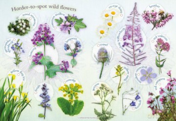 Wild Flowers [KSIĄŻKA]