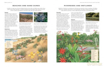 Wild Flowers Flora The World Encyclopedi - Mick Lavelle [KSIĄŻKA]