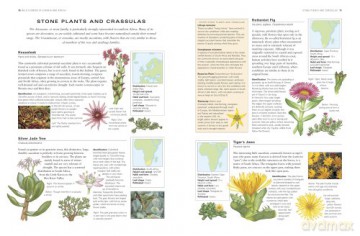 Wild Flowers Flora The World Encyclopedi - Mick Lavelle [KSIĄŻKA]