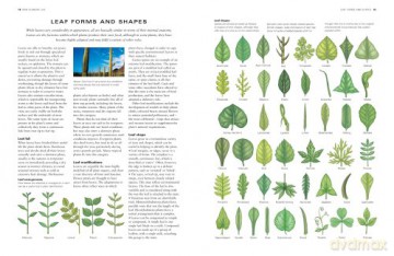 Wild Flowers Flora The World Encyclopedi - Mick Lavelle [KSIĄŻKA]