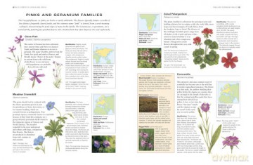 Wild Flowers Flora The World Encyclopedi - Mick Lavelle [KSIĄŻKA]