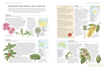 Wild Flowers Flora The World Encyclopedi - Mick Lavelle [KSIĄŻKA]