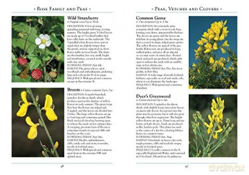 Wild Flowers Of Britain/Northern Europe - Andrew Cleave [KSIĄŻKA]