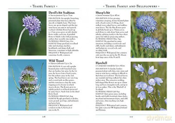 Wild Flowers Of Britain/Northern Europe - Andrew Cleave [KSIĄŻKA]