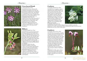 Wild Flowers Of Britain/Northern Europe - Andrew Cleave [KSIĄŻKA]