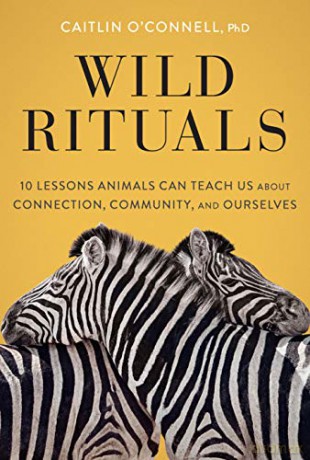 Wild Rituals - Caitlin O'connell [KSIĄŻKA]