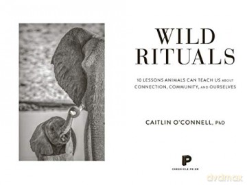 Wild Rituals - Caitlin O'connell [KSIĄŻKA]