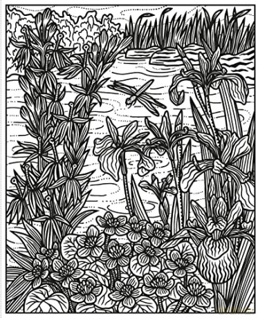 Wildflowers Magic Painting Book - Micaela Tapsell [KSIĄŻKA]