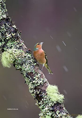 Wildlife Photography Fieldcraft - Susan Young [KSIĄŻKA]