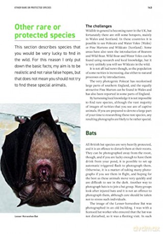 Wildlife Photography Fieldcraft - Susan Young [KSIĄŻKA]