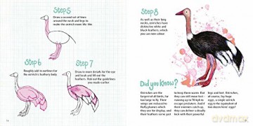 Word Bird How To Draw Book - Nicola Davies [KSIĄŻKA]