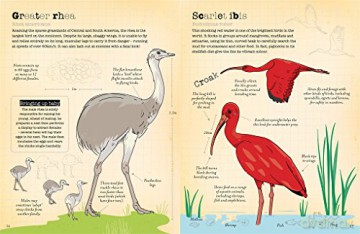 World Of Birds - Vicky Woodgate [KSIĄŻKA]