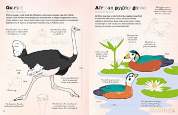 World Of Birds - Vicky Woodgate [KSIĄŻKA]
