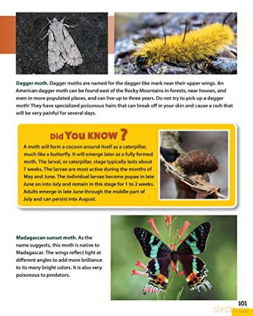 World Of Pollinators - Creative Homeowner [KSIĄŻKA]