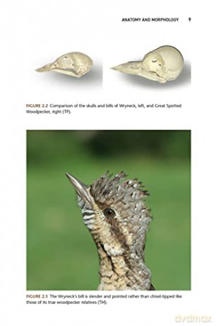 Wryneck - Gerard Gorman [KSIĄŻKA]