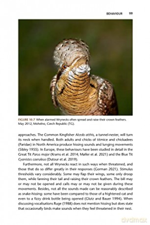 Wryneck - Gerard Gorman [KSIĄŻKA]