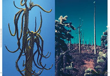 Xerophile - Cactus Store [KSIĄŻKA]