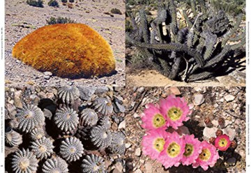 Xerophile - Cactus Store [KSIĄŻKA]