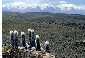 Xerophile - Cactus Store [KSIĄŻKA]