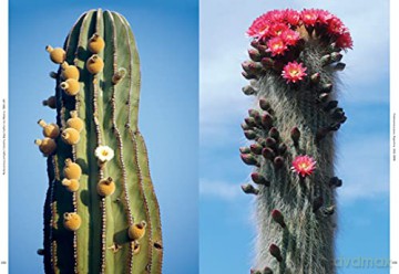 Xerophile - Cactus Store [KSIĄŻKA]