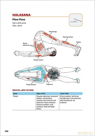 Yoga Anatomy - Leslie Kaminoff [KSIĄŻKA]