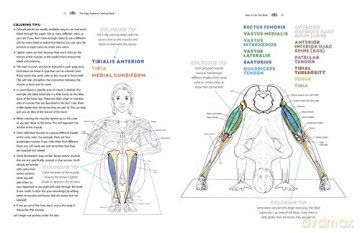 Yoga Anatomy Coloring Book - Kelly Solloway [KSIĄŻKA]