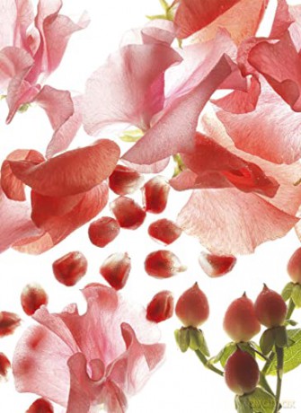 Bvlgari Omnia Coral - Woda toaletowa - Volume: 65 ml