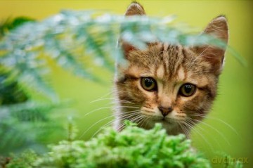 A Cat's Life (Mru i ja: wielka przygoda na cztery łapy) [Blu-Ray]