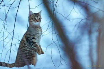 A Cat's Life (Mru i ja: wielka przygoda na cztery łapy) [Blu-Ray]