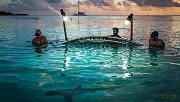 700 Requins dans la Nuit