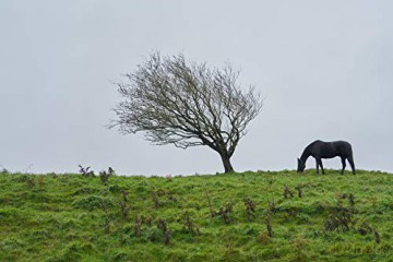 Amours irlandaises