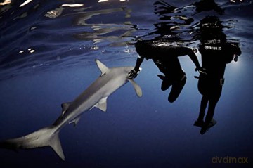Au Plus pres des Requins