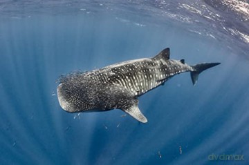 Au Plus pres des Requins