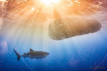 Au Plus pres des Requins