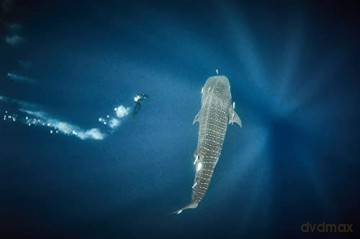 Au Plus pres des Requins