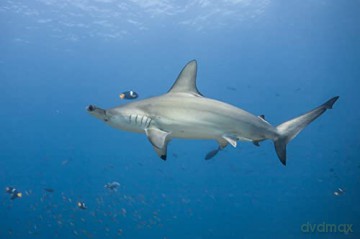 Au Plus pres des Requins