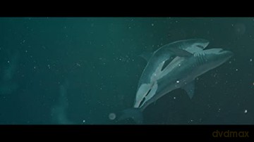 Au Plus pres des Requins