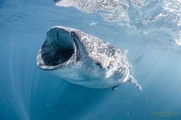 Au Plus pres des Requins