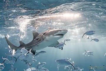 Au Plus pres des Requins